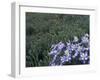 Wildflowers in Alpine Meadow, Ouray, San Juan Mountains, Rocky Mountains, Colorado, USA-Rolf Nussbaumer-Framed Photographic Print