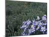Wildflowers in Alpine Meadow, Ouray, San Juan Mountains, Rocky Mountains, Colorado, USA-Rolf Nussbaumer-Mounted Photographic Print