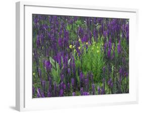 Wildflowers in Alpine Meadow, Ouray, San Juan Mountains, Rocky Mountains, Colorado, USA-Rolf Nussbaumer-Framed Photographic Print