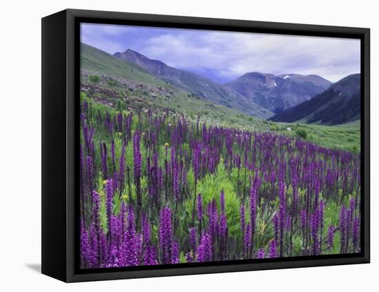 Wildflowers in Alpine Meadow, Ouray, San Juan Mountains, Rocky Mountains, Colorado, USA-Rolf Nussbaumer-Framed Stretched Canvas