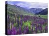 Wildflowers in Alpine Meadow, Ouray, San Juan Mountains, Rocky Mountains, Colorado, USA-Rolf Nussbaumer-Stretched Canvas