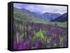 Wildflowers in Alpine Meadow, Ouray, San Juan Mountains, Rocky Mountains, Colorado, USA-Rolf Nussbaumer-Framed Stretched Canvas