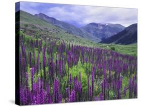 Wildflowers in Alpine Meadow, Ouray, San Juan Mountains, Rocky Mountains, Colorado, USA-Rolf Nussbaumer-Stretched Canvas