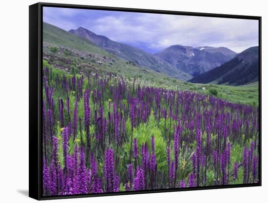 Wildflowers in Alpine Meadow, Ouray, San Juan Mountains, Rocky Mountains, Colorado, USA-Rolf Nussbaumer-Framed Stretched Canvas