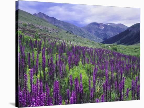 Wildflowers in Alpine Meadow, Ouray, San Juan Mountains, Rocky Mountains, Colorado, USA-Rolf Nussbaumer-Stretched Canvas