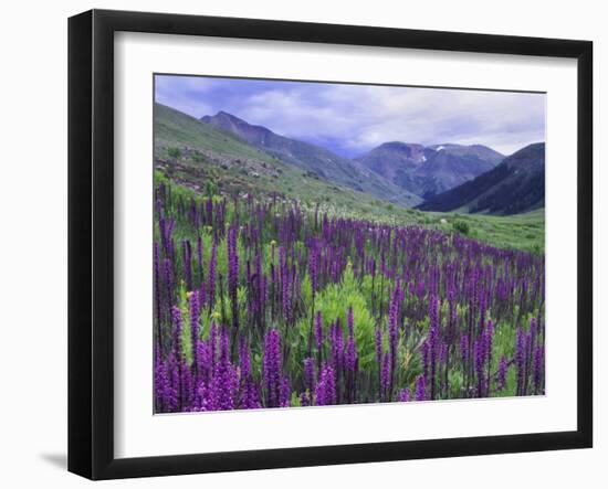 Wildflowers in Alpine Meadow, Ouray, San Juan Mountains, Rocky Mountains, Colorado, USA-Rolf Nussbaumer-Framed Photographic Print