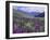 Wildflowers in Alpine Meadow, Ouray, San Juan Mountains, Rocky Mountains, Colorado, USA-Rolf Nussbaumer-Framed Photographic Print