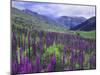Wildflowers in Alpine Meadow, Ouray, San Juan Mountains, Rocky Mountains, Colorado, USA-Rolf Nussbaumer-Mounted Photographic Print