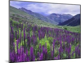 Wildflowers in Alpine Meadow, Ouray, San Juan Mountains, Rocky Mountains, Colorado, USA-Rolf Nussbaumer-Mounted Photographic Print