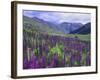 Wildflowers in Alpine Meadow, Ouray, San Juan Mountains, Rocky Mountains, Colorado, USA-Rolf Nussbaumer-Framed Photographic Print