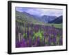 Wildflowers in Alpine Meadow, Ouray, San Juan Mountains, Rocky Mountains, Colorado, USA-Rolf Nussbaumer-Framed Photographic Print