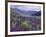 Wildflowers in Alpine Meadow, Ouray, San Juan Mountains, Rocky Mountains, Colorado, USA-Rolf Nussbaumer-Framed Photographic Print