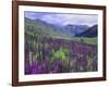 Wildflowers in Alpine Meadow, Ouray, San Juan Mountains, Rocky Mountains, Colorado, USA-Rolf Nussbaumer-Framed Photographic Print