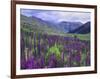 Wildflowers in Alpine Meadow, Ouray, San Juan Mountains, Rocky Mountains, Colorado, USA-Rolf Nussbaumer-Framed Photographic Print