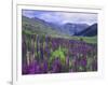 Wildflowers in Alpine Meadow, Ouray, San Juan Mountains, Rocky Mountains, Colorado, USA-Rolf Nussbaumer-Framed Photographic Print