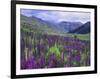 Wildflowers in Alpine Meadow, Ouray, San Juan Mountains, Rocky Mountains, Colorado, USA-Rolf Nussbaumer-Framed Photographic Print