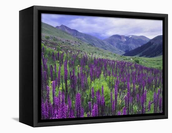 Wildflowers in Alpine Meadow, Ouray, San Juan Mountains, Rocky Mountains, Colorado, USA-Rolf Nussbaumer-Framed Stretched Canvas