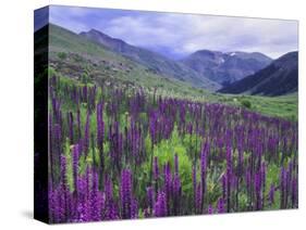 Wildflowers in Alpine Meadow, Ouray, San Juan Mountains, Rocky Mountains, Colorado, USA-Rolf Nussbaumer-Stretched Canvas