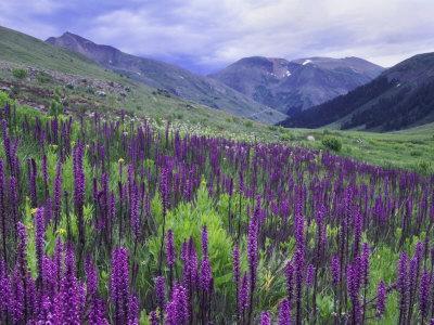 https://imgc.allpostersimages.com/img/posters/wildflowers-in-alpine-meadow-ouray-san-juan-mountains-rocky-mountains-colorado-usa_u-L-PXQLU40.jpg?artPerspective=n