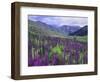 Wildflowers in Alpine Meadow, Ouray, San Juan Mountains, Rocky Mountains, Colorado, USA-Rolf Nussbaumer-Framed Photographic Print