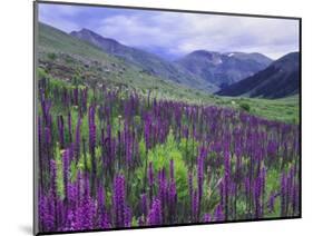 Wildflowers in Alpine Meadow, Ouray, San Juan Mountains, Rocky Mountains, Colorado, USA-Rolf Nussbaumer-Mounted Photographic Print