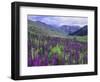 Wildflowers in Alpine Meadow, Ouray, San Juan Mountains, Rocky Mountains, Colorado, USA-Rolf Nussbaumer-Framed Premium Photographic Print