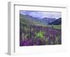 Wildflowers in Alpine Meadow, Ouray, San Juan Mountains, Rocky Mountains, Colorado, USA-Rolf Nussbaumer-Framed Premium Photographic Print