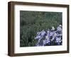 Wildflowers in Alpine Meadow, Ouray, San Juan Mountains, Rocky Mountains, Colorado, USA-Rolf Nussbaumer-Framed Photographic Print