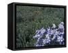 Wildflowers in Alpine Meadow, Ouray, San Juan Mountains, Rocky Mountains, Colorado, USA-Rolf Nussbaumer-Framed Stretched Canvas