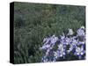 Wildflowers in Alpine Meadow, Ouray, San Juan Mountains, Rocky Mountains, Colorado, USA-Rolf Nussbaumer-Stretched Canvas