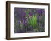 Wildflowers in Alpine Meadow, Ouray, San Juan Mountains, Rocky Mountains, Colorado, USA-Rolf Nussbaumer-Framed Photographic Print