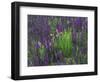 Wildflowers in Alpine Meadow, Ouray, San Juan Mountains, Rocky Mountains, Colorado, USA-Rolf Nussbaumer-Framed Photographic Print