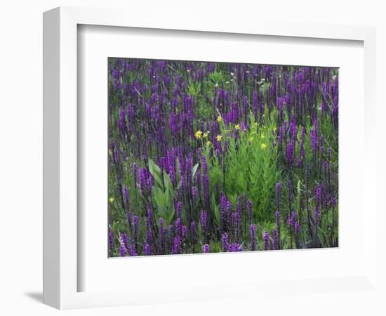 Wildflowers in Alpine Meadow, Ouray, San Juan Mountains, Rocky Mountains, Colorado, USA-Rolf Nussbaumer-Framed Photographic Print