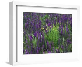 Wildflowers in Alpine Meadow, Ouray, San Juan Mountains, Rocky Mountains, Colorado, USA-Rolf Nussbaumer-Framed Photographic Print