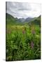 Wildflowers in Bloom in Valley Between Mountains in Alaskan Summer-Sheila Haddad-Stretched Canvas