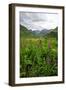 Wildflowers in Bloom in Valley Between Mountains in Alaskan Summer-Sheila Haddad-Framed Photographic Print