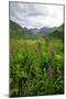 Wildflowers in Bloom in Valley Between Mountains in Alaskan Summer-Sheila Haddad-Mounted Photographic Print