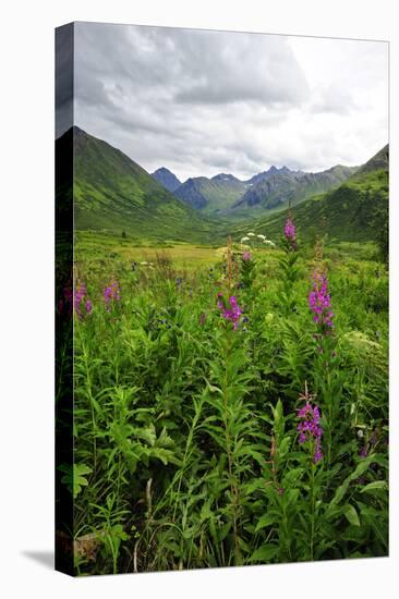 Wildflowers in Bloom in Valley Between Mountains in Alaskan Summer-Sheila Haddad-Stretched Canvas