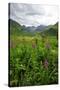 Wildflowers in Bloom in Valley Between Mountains in Alaskan Summer-Sheila Haddad-Stretched Canvas
