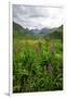 Wildflowers in Bloom in Valley Between Mountains in Alaskan Summer-Sheila Haddad-Framed Photographic Print