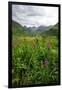 Wildflowers in Bloom in Valley Between Mountains in Alaskan Summer-Sheila Haddad-Framed Photographic Print