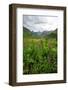 Wildflowers in Bloom in Valley Between Mountains in Alaskan Summer-Sheila Haddad-Framed Photographic Print