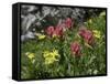 Wildflowers in Colorado-Michael Brown-Framed Stretched Canvas