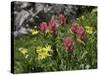 Wildflowers in Colorado-Michael Brown-Stretched Canvas