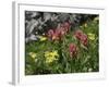 Wildflowers in Colorado-Michael Brown-Framed Photographic Print