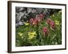 Wildflowers in Colorado-Michael Brown-Framed Photographic Print