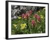 Wildflowers in Colorado-Michael Brown-Framed Photographic Print