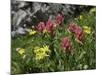 Wildflowers in Colorado-Michael Brown-Mounted Photographic Print