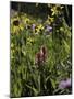 Wildflowers in Colorado-Michael Brown-Mounted Photographic Print
