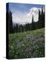 Wildflowers in Meadow Below Mt. Rainier-James Randklev-Stretched Canvas